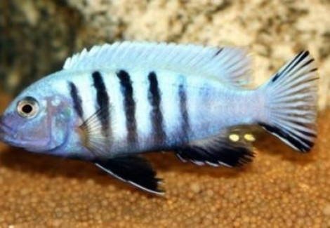 Cynotilapia Pulpican 3,5-5Cm