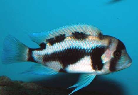 Cyphotilapia Frontosa Black Widow 5-6