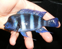 Cyphotilapia Frontosa Blue Zaire Moba 3,5-4