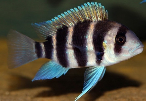 Cyphotilapia Frontosa Burundi 4,5-5Cm