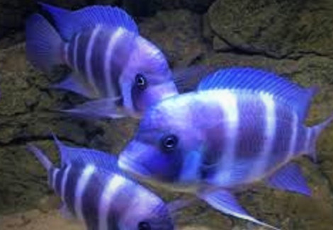 Cyphotilapia Frontosa Kipili Blue 5-6