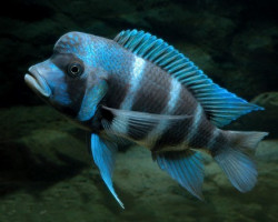 Cyphotilapia Frontosa Mpimbwe 4,5-5Cm