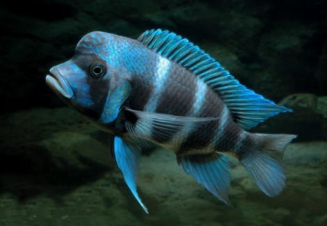 Cyphotilapia Frontosa Mpimbwe Blue 7-10