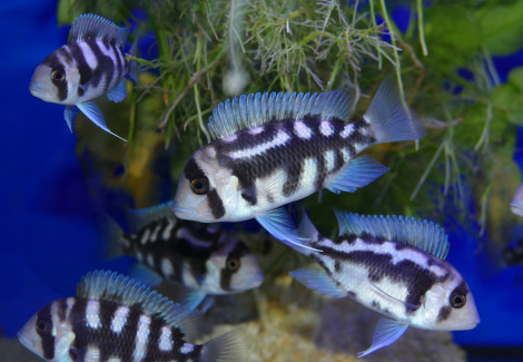 Cyphotilapia Frontosa Night Star 8-10