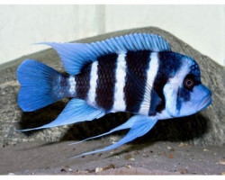 Cyphotilapia Frontosa Sambia Blue 3-4Cm