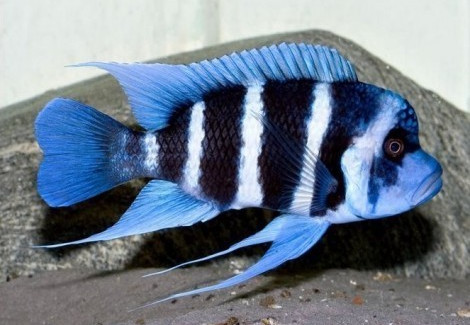 Cyphotilapia Frontosa Sambia Blue 3-4Cm