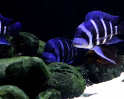 Cyphotilapia Gibberosa Blue Zaire Moba 3,5-4,5