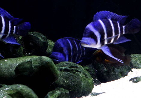 Cyphotilapia Gibberosa Blue Zaire Moba 3,5-4,5