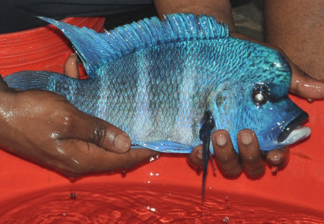 Cyphotilapia Gibberosa Ikola Blue 3-4