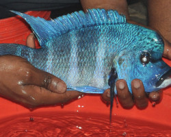 Cyphotilapia Gibberosa Ikola Blue 5-6