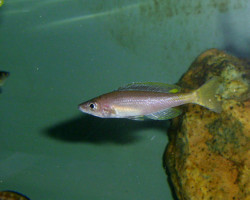 Cyprichromis Leptosoma Chituta Neon Head 8-10