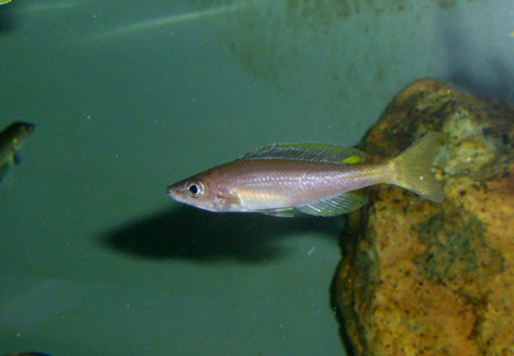 Cyprichromis Leptosoma Chituta Neon Head 8-10