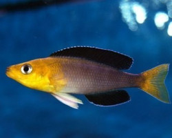 Cyprichromis Leptosoma Jumbo Kipili Goldhead 4-5Cm