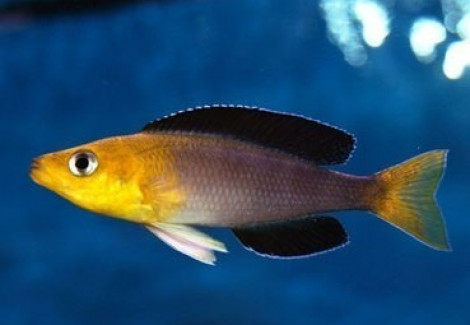 Cyprichromis Leptosoma Jumbo Kipili Goldhead 4-5Cm