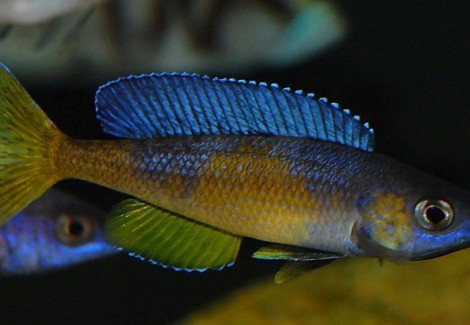 Cyprichromis Leptosoma Jumbo Kitumba Zaire 4-5