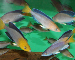 Cyprichromis Leptosoma Jumbo Tricolor(Zambia) 4-5Cm