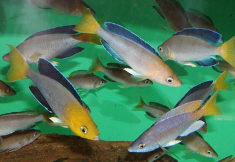 Cyprichromis Leptosoma Jumbo Tricolor(Zambia) 4-5Cm