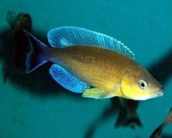 Cyprichromis Leptosoma Jumbo Turquise Flame 3Cm