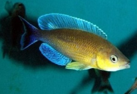 Cyprichromis Leptosoma Jumbo Turquise Flame 3Cm