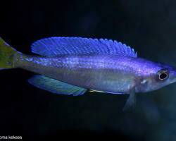 Cyprichromis Leptosoma Katele 4-5