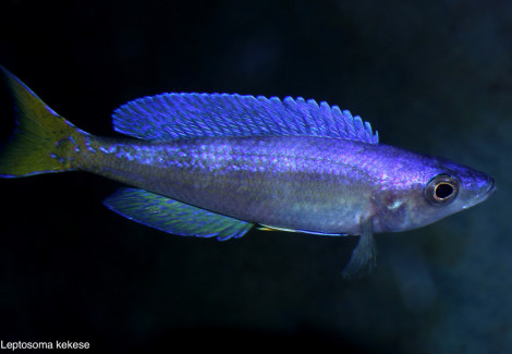 Cyprichromis Leptosoma Katele 4-5