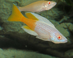 Cyprichromis Leptosoma Kitumba Albin 4