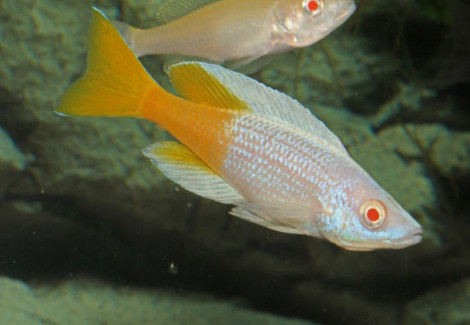 Cyprichromis Leptosoma Kitumba Albin 4