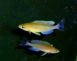 Cyprichromis Leptosoma Livua 4-5