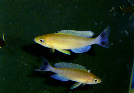 Cyprichromis Leptosoma Livua 4-5