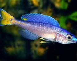 Cyprichromis Leptosoma Mpulungu 3Cm