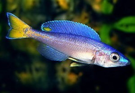 Cyprichromis Leptosoma Mpulungu 3Cm