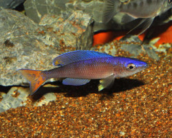 Cyprichromis Leptosoma Utinta 5-6