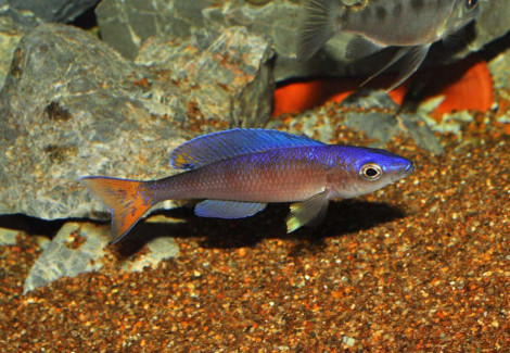 Cyprichromis Leptosoma Utinta 5-6