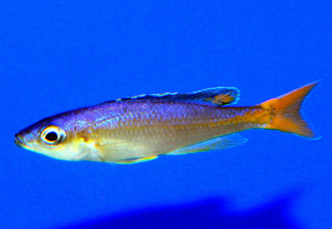 Cyprichromis Leptosoma Utinta Fluorescent 3,5-4,5Cm