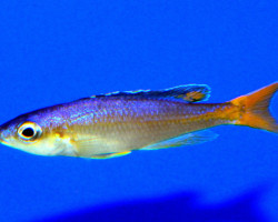 Cyprichromis Leptosoma Utinta Fluorescent 4-5Cm