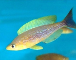 Cyprichromis Microlepidotus Bemba 4-5Cm