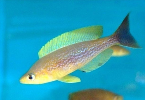 Cyprichromis Microlepidotus Bemba 4-5Cm