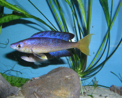 Cyprichromis Microlepidotus Bulu Point 3