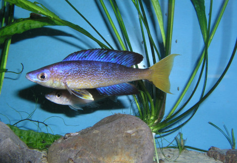 Cyprichromis Microlepidotus Bulu Point 4-5