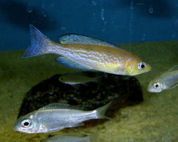 Cyprichromis Microlepidotus Karamba 3-4