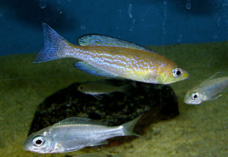 Cyprichromis Microlepidotus Karamba 3-4