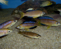 Cyprichromis Microlepidotus Karilani 3,5