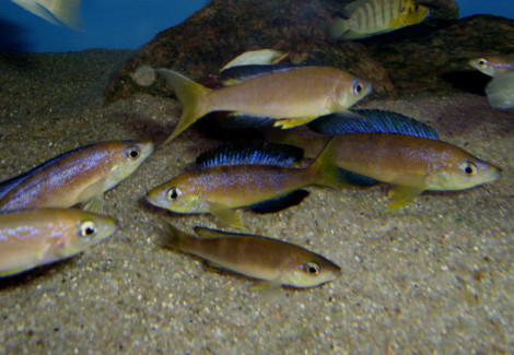 Cyprichromis Microlepidotus Karilani 3,5