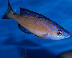 Cyprichromis Microlepidotus Kasai Zaire 3-3,5Cm