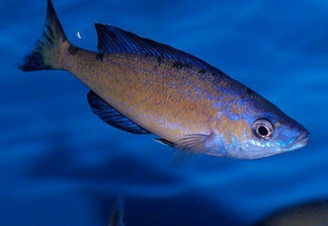 Cyprichromis Microlepidotus Kasai Zaire 3-3,5Cm