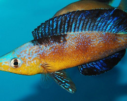 Cyprichromis Microlepidotus Kasai Zaire 5-6