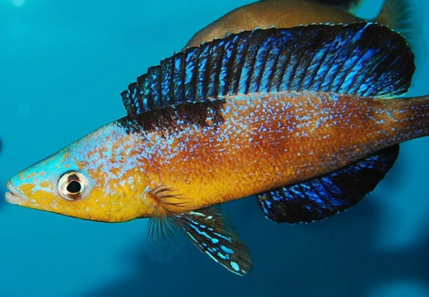 Cyprichromis Microlepidotus Kasai Zaire 5-6