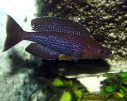 Cyprichromis Microlepidotus Kiriza 4-5Cm