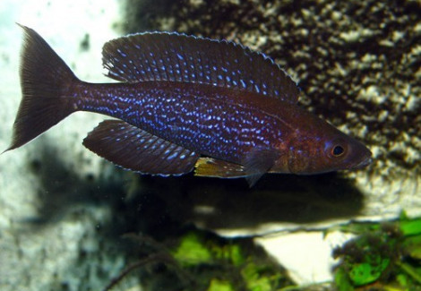 Cyprichromis Microlepidotus Kiriza 4-5Cm