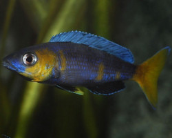 Cyprichromis Sp. Jumbo Kitumba 6-8Cm